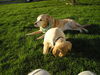 Filename=P1010111.JPG
Filesize=717KB
Dimensions=2048x1536
Date added=May 03, 2007 P1010111.JPG